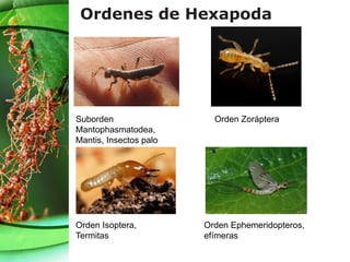 Ordenes de Hexapoda
Suborden
Mantophasmatodea,
Mantis, Insectos palo
Orden Zoráptera
Orden Isoptera,
Termitas
Orden Ephemeridopteros,
efímeras
 