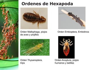 Ordenes de Hexapoda
Orden Mallophaga, piojos
de aves y piojillos
Orden Embioptera, Embidinos
Orden Thysanoptera,
trips
Orden Anoplura, piojos
humanos y ladillas
 