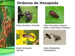 Ordenes de Hexapoda
Orden Hemiptera, Chinches Orden Homoptera, Cigarras,
áfidos, mosca blanca, salivazos
Orden Dermaptera,
Tijeretas
Orden Strepsiptera,
Estrepsipteros
 