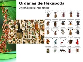 Ordenes de Hexapoda
Orden Coleóptera, y sus familias
 