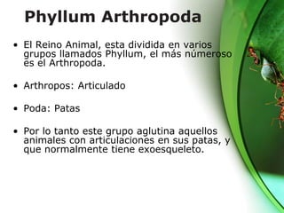 Phyllum Arthropoda
• El Reino Animal, esta dividida en varios
grupos llamados Phyllum, el más númeroso
es el Arthropoda.
• Arthropos: Articulado
• Poda: Patas
• Por lo tanto este grupo aglutina aquellos
animales con articulaciones en sus patas, y
que normalmente tiene exoesqueleto.
 