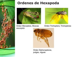 Ordenes de Hexapoda
Orden Mecoptera, Moscas
escorpión
Orden Trichoptera, Trichopteras
Orden Siphonapteras,
pulgas, niguas
 