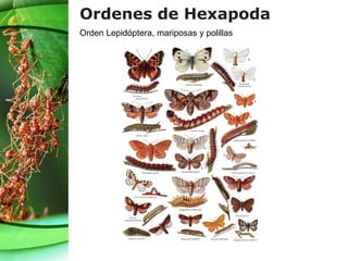 Ordenes de Hexapoda
Orden Lepidóptera, mariposas y polillas
 