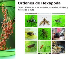 Ordenes de Hexapoda
Orden Dípteras, moscas, zancudos, mosquitos, tábanos y
moscas de la fruta
 