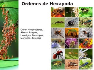 Ordenes de Hexapoda
Orden Himenopteras,
Abejas, Avispas,
Hormigas, Zompopos,
Morrocos, Jimeritos
 