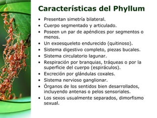 Características del Phyllum
• Presentan simetría bilateral.
• Cuerpo segmentado y articulado.
• Poseen un par de apéndices por segmentos o
menos.
• Un exoesqueleto endurecido (quitinoso).
• Sistema digestivo completo, piezas bucales.
• Sistema circulatorio lagunar.
• Respiración por branquias, tráqueas o por la
superficie del cuerpo (espiráculos).
• Excreción por glándulas coxales.
• Sistema nervioso ganglionar.
• Órganos de los sentidos bien desarrollados,
incluyendo antenas o pelos sensoriales.
• Los sexos usualmente separados, dimorfismo
sexual.
 