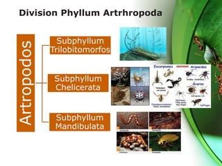 Division Phyllum Artrhropoda
Artropodos
Subphyllum
Trilobitomorfos
Subphyllum
Chelicerata
Subphyllum
Mandibulata
 