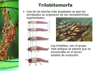 Trilobitomorfa
• Una de las teorías más aceptadas es que los
artrópodos se originaron de los nematelmintos
segmentados.
Los trilobites, son el grupo
más antiguo se estima que se
encontraba en el tercer
estadio de evolución.
 