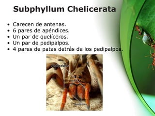 Subphyllum Chelicerata
• Carecen de antenas.
• 6 pares de apéndices.
• Un par de quelíceros.
• Un par de pedipalpos.
• 4 pares de patas detrás de los pedipalpos.
 