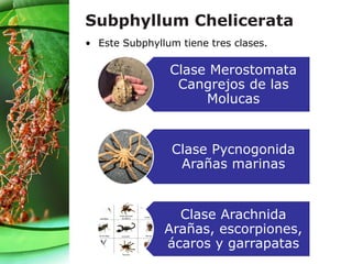 • Este Subphyllum tiene tres clases.
Subphyllum Chelicerata
Clase Merostomata
Cangrejos de las
Molucas
Clase Pycnogonida
Arañas marinas
Clase Arachnida
Arañas, escorpiones,
ácaros y garrapatas
 