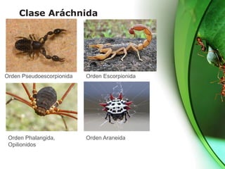 Clase Aráchnida
Orden Pseudoescorpionida Orden Escorpionida
Orden Phalangida,
Opilionidos
Orden Araneida
 