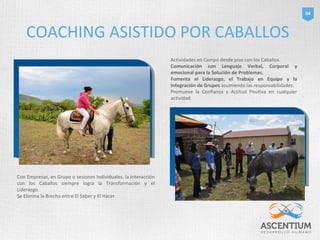 04 
COACHING ASISTIDO POR CABALLOS 
Con Empresas, en Grupo o sesiones Individuales, la Interacción 
con los Caballos siempre logra la Transformación y el 
Liderazgo. 
Se Elimina la Brecha entre El Saber y El Hacer. 
Actividades en Campo desde piso con los Caballos. 
Comunicación con Lenguaje Verbal, Corporal y 
emocional para la Solución de Problemas. 
Fomenta el Liderazgo, el Trabajo en Equipo y la 
Integración de Grupos asumiendo las responsabilidades. 
Promueve la Confianza y Actitud Positiva en cualquier 
actividad. 
 