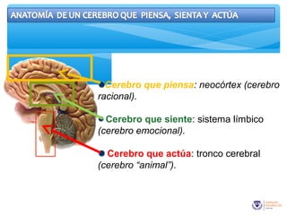 Cerebro que piensa: neocórtex (cerebro
racional).
Cerebro que siente: sistema límbico
(cerebro emocional).
Cerebro que actúa: tronco cerebral
(cerebro “animal”).
 