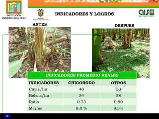  Generación de informes mensuales desde cada una de las áreas cubiertas   por el proyecto:  6 Informes por área