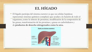 EL HÍGADO
• El hígado participa del sistema excretor ya que sus células hepáticas
representan sistemas químicos complejos que ayudan a la función de todo el
organismo, como la síntesis de proteínas, modificación de la composición de
las grasas, transformación de las proteínas y grasas en carbohidratos y
de productos de desecho nitrogenados como la urea.
 