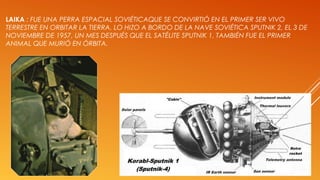 LAIKA : FUE UNA PERRA ESPACIAL SOVIÉTICAQUE SE CONVIRTIÓ EN EL PRIMER SER VIVO
TERRESTRE EN ORBITAR LA TIERRA. LO HIZO A BORDO DE LA NAVE SOVIÉTICA SPUTNIK 2, EL 3 DE
NOVIEMBRE DE 1957, UN MES DESPUÉS QUE EL SATÉLITE SPUTNIK 1. TAMBIÉN FUE EL PRIMER
ANIMAL QUE MURIÓ EN ÓRBITA.
 