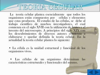 La teoría celular plantea esencialmente que todos los
organismos están compuestos por células y elementos
que estas producen. El estudio de las células, se debe al
trabajo científico de muchos investigadores, el cual
comienza en el siglo XVII con la utilización de lentes y el
invento del microscopio. A principios del siglo XIX con
los descubrimientos de diversos autores comienza a
elaborarse y quedar definida la teoría celular. En la
actualidad la teoría celular plantea lo siguiente:
• La célula es la unidad estructural y funcional de los
organismos vivos.

• Las células de un organismo determinan las
características estructurales y funcionales del mismo.

 