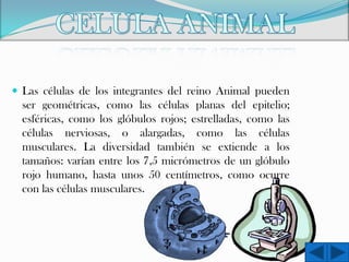  Las células de los integrantes del reino Animal pueden

ser geométricas, como las células planas del epitelio;
esféricas, como los glóbulos rojos; estrelladas, como las
células nerviosas, o alargadas, como las células
musculares. La diversidad también se extiende a los
tamaños: varían entre los 7,5 micrómetros de un glóbulo
rojo humano, hasta unos 50 centímetros, como ocurre
con las células musculares.

 