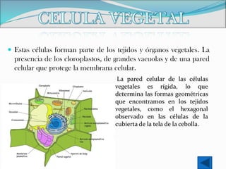  Estas células forman parte de los tejidos y órganos vegetales. La

presencia de los cloroplastos, de grandes vacuolas y de una pared
celular que protege la membrana celular.
La pared celular de las células
vegetales es rígida, lo que
determina las formas geométricas
que encontramos en los tejidos
vegetales, como el hexagonal
observado en las células de la
cubierta de la tela de la cebolla.

 
