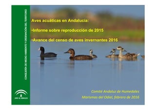 Aves acuáticas en Andalucía:
•Informe sobre reproducción de 2015
•Avance del censo de aves invernantes 2016
Comité Andaluz de Humedales
Marismas del Odiel, febrero de 2016
 