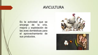 AVICULTURA
Es la actividad que se
encarga de la cría,
mejora y explotación de
las aves domésticas para
el aprovechamiento de
sus productos.
 