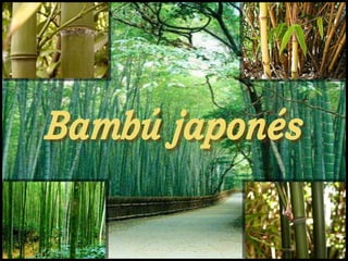 Presentacion bambu