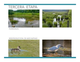 HUMEDALES
REINTRODUCCION DE AVES NATIVAS
 
