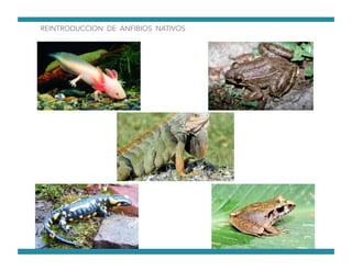 REINTRODUCCION DE ANFIBIOS NATIVOS
 