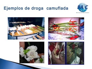 Ejemplos de droga camuflada
 