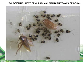 ECLOSION DE HUEVO DE CURACHA ALEMANA EN TRAMPA DE GOMA
 
