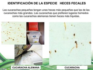IDENTIFICACIÓN DE LA ESPECIE HECES FECALES
CUCARACHA ALEMANA CUCARACHA
Las cucarachas pequeñas tengan unas heces más pequeñas que las de las
cucarachas más grandes. Las cucarachas que prefieren lugares húmedos
como las cucarachas alemanas tienen heces más líquidas.
 