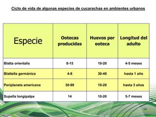 13
Especie
Ootecas
producidas
Huevos por
ooteca
Longitud del
adulto
Blatta orientalis 8-15 10-20 4-5 meses
Blattella germánica 4-8 30-40 hasta 1 año
Periplaneta americana 30-90 10-20 hasta 3 años
Supella longipalpa 14 10-20 5-7 meses
Ciclo de vida de algunas especies de cucarachas en ambientes urbanos
 