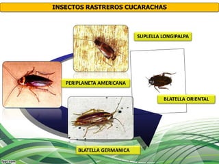 BLATELLA GERMANICA
PERIPLANETA AMERICANA
SUPLELLA LONGIPALPA
BLATELLA ORIENTAL
INSECTOS RASTREROS CUCARACHAS
 