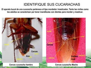 IDENTIFIQUE SUS CUCARACHAS
El aparato bucal de una cucaracha pertenece al tipo mordedor /masticador, Tanto las ninfas como
los adultos se caracterizan por tener mandíbulas con dientes para morder y masticar.
Cercos cucaracha hembra Cercos cucaracha Macho
Cercos
Ano
Ano
Estilete
Anal
Cercos
 
