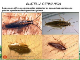 BLATELLA GERMANICA
Los colores diferentes que pueden presentar las cucarachas alemanas se
pueden apreciar en la diapositiva siguiente :
 