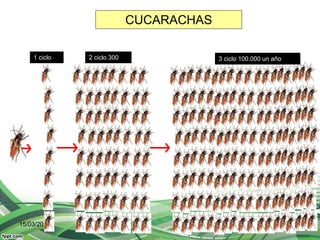 15/03/2016 9
1 ciclo 2 ciclo 300 3 ciclo 100.000 un año
CUCARACHAS
 