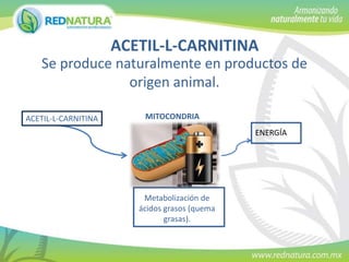 ACETIL-L-CARNITINA
Se produce naturalmente en productos de
origen animal.
ACETIL-L-CARNITINA

MITOCONDRIA
ENERGÍA

Metabolización de
ácidos grasos (quema
grasas).

 