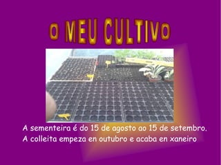 A sementeira é do 15 de agosto ao 15 de setembro.
A colleita empeza en outubro e acaba en xaneiro
 