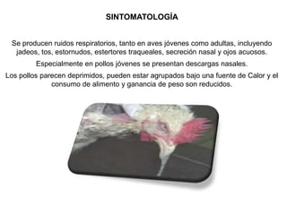 SINTOMATOLOGÍA
Se producen ruidos respiratorios, tanto en aves jóvenes como adultas, incluyendo
jadeos, tos, estornudos, estertores traqueales, secreción nasal y ojos acuosos.
Especialmente en pollos jóvenes se presentan descargas nasales.
Los pollos parecen deprimidos, pueden estar agrupados bajo una fuente de Calor y el
consumo de alimento y ganancia de peso son reducidos.

 