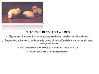 CUADRO CLÍNICO: 1 DÍA – 1 MES
o Signos respiratorios: tos, estornudos, exudados nasales, estridor, disnea.
o Depresión, apilamiento en busca de calor, disminución del consumo de alimento,
adelgazamiento.
o Morbilidad hasta el 100% y mortalidad hasta el 30 %
o Muerte por asfixia y aplastamiento.

 