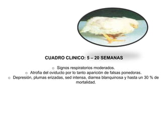 CUADRO CLINICO: 5 – 20 SEMANAS
o Signos respiratorios moderados.
o Atrofia del oviducto por lo tanto aparición de falsas ponedoras.
o Depresión, plumas erizadas, sed intensa, diarrea blanquinosa y hasta un 30 % de
mortalidad.

 