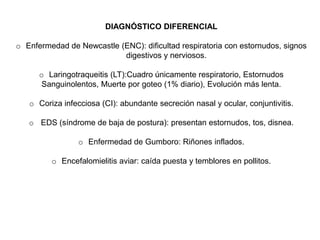 DIAGNÓSTICO DIFERENCIAL
o Enfermedad de Newcastle (ENC): dificultad respiratoria con estornudos, signos
digestivos y nerviosos.

o Laringotraqueitis (LT):Cuadro únicamente respiratorio, Estornudos
Sanguinolentos, Muerte por goteo (1% diario), Evolución más lenta.
o Coriza infecciosa (CI): abundante secreción nasal y ocular, conjuntivitis.
o EDS (síndrome de baja de postura): presentan estornudos, tos, disnea.
o Enfermedad de Gumboro: Riñones inflados.
o Encefalomielitis aviar: caída puesta y temblores en pollitos.

 