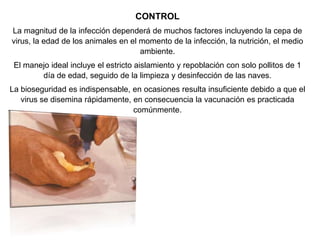 CONTROL
La magnitud de la infección dependerá de muchos factores incluyendo la cepa de
virus, la edad de los animales en el momento de la infección, la nutrición, el medio
ambiente.
El manejo ideal incluye el estricto aislamiento y repoblación con solo pollitos de 1
día de edad, seguido de la limpieza y desinfección de las naves.
La bioseguridad es indispensable, en ocasiones resulta insuficiente debido a que el
virus se disemina rápidamente, en consecuencia la vacunación es practicada
comúnmente.

 