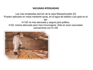 VACUNAS ATENUADAS
Las mas empleadas derivan de la cepa Massachusetts (H)
Pueden aplicarse en masa mediante spray, en el agua de bebida o por gota en el
ojo.
H-120: la mas atenuada y segura para pollitos.
H-52: menos atenuada pero mas inmunogena. Solo en aves vacunadas
previamente con H-120

 