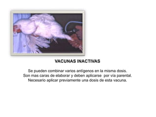 VACUNAS INACTIVAS
Se pueden combinar varios antígenos en la misma dosis.
Son mas caras de elaborar y deben aplicarse por vía parental.
Necesario aplicar previamente una dosis de esta vacuna.

 