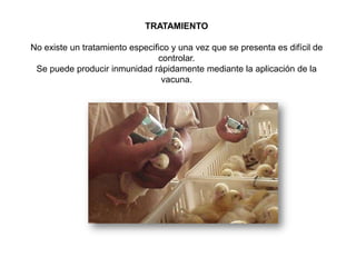 TRATAMIENTO
No existe un tratamiento especifico y una vez que se presenta es difícil de
controlar.
Se puede producir inmunidad rápidamente mediante la aplicación de la
vacuna.

 