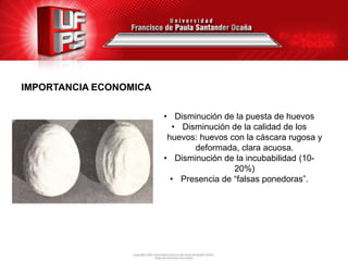 IMPORTANCIA ECONOMICA
• Disminución de la puesta de huevos
• Disminución de la calidad de los
huevos: huevos con la cáscara rugosa y
deformada, clara acuosa.
• Disminución de la incubabilidad (1020%)
• Presencia de “falsas ponedoras”.

 