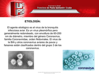 ETIOLOGÍA:
El agente etiológico es el virus de la bronquitis
infecciosa aviar. Es un virus pleomórfico pero
generalmente redondeado, con envoltura de 60-200
nm de diámetro, miembro del género Coronavirus,
familia Coronaviridae, orden Nidovirales. El virus de
la BIA y otros coronavirus aviares de pavos y
faisanes están clasificados dentro del grupo 3 de los
coronavirus.

 