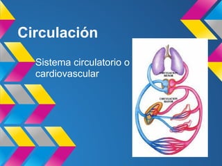 Circulación
Sistema circulatorio o
cardiovascular
 