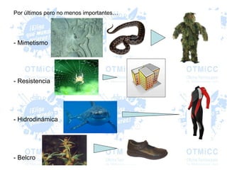 Por últimos pero no menos importantes…
- Mimetismo
- Resistencia
- Hidrodinámica
- Belcro
 
